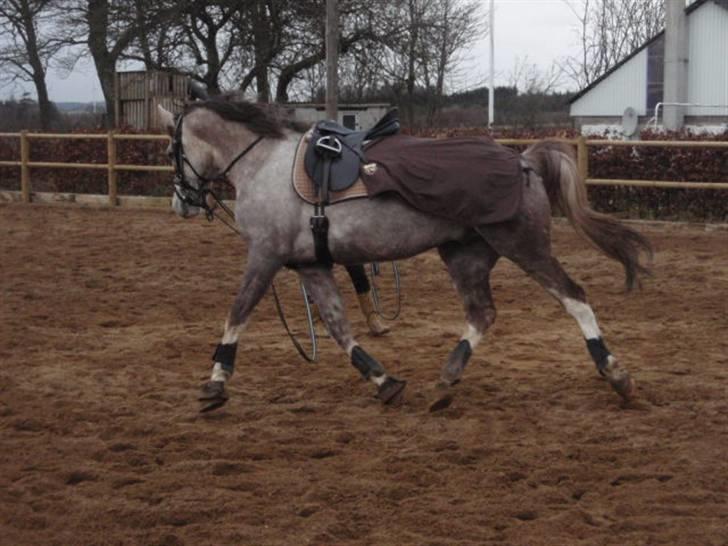 Anden særlig race Happy dane solgt - longering fra 27-3-09 billede 16