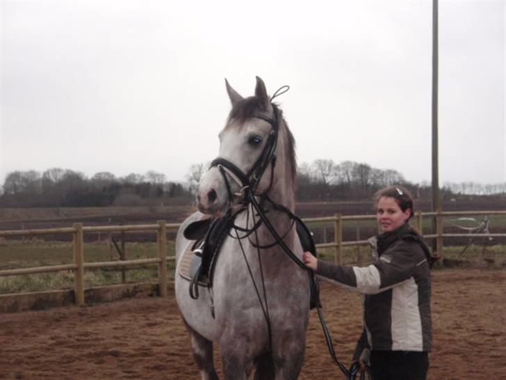 Anden særlig race Happy dane solgt billede 17