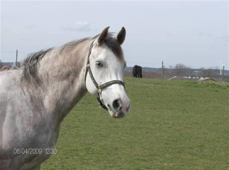Anden særlig race Happy dane solgt - Nyt: fra sommer folden den 6-4-09 billede 18