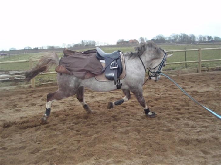 Anden særlig race Happy dane solgt billede 19