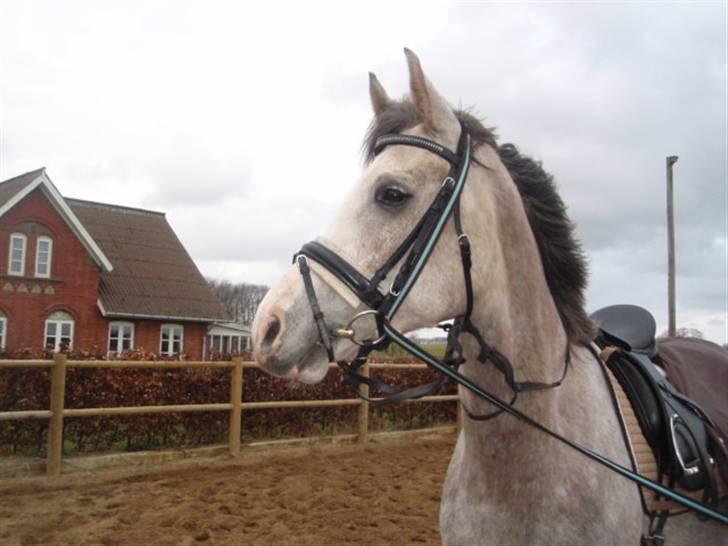 Anden særlig race Happy dane solgt billede 20