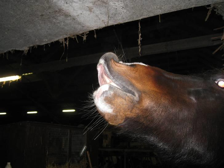 Hollandsk Sportspony Siljan<33  - Det dufter sq lækkert:) billede 11