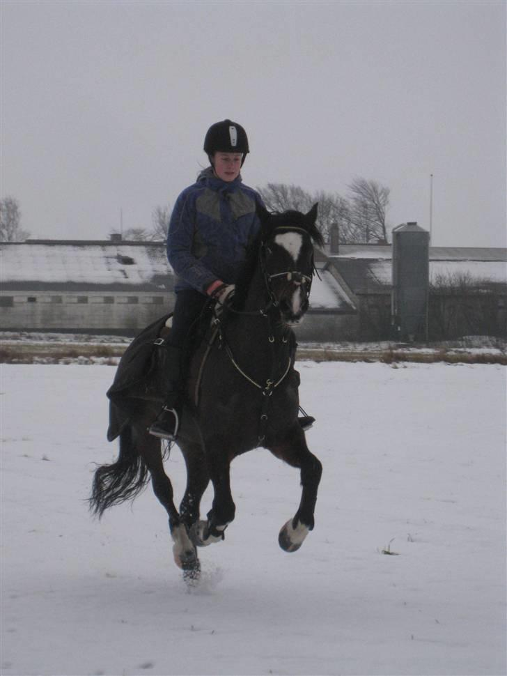 Hollandsk Sportspony Siljan<33  - Siljan og Sarah i galop i sneen!;p<3 billede 15