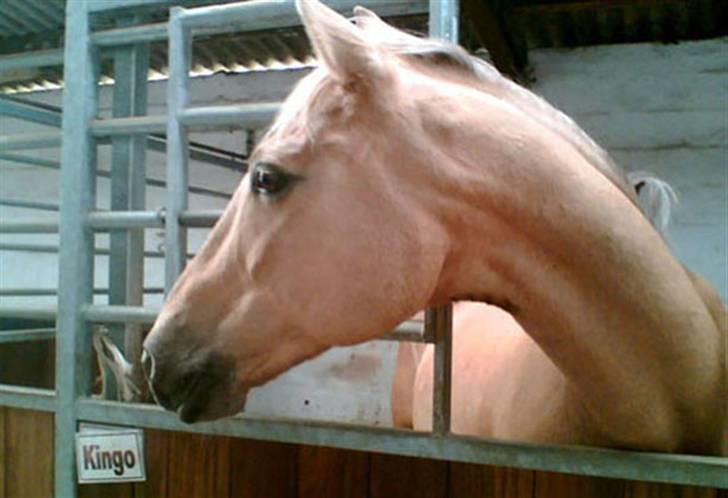 Palomino Kingo  billede 9