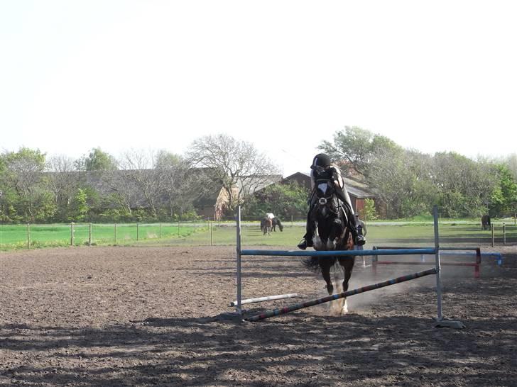 Hollandsk Sportspony Siljan<33  - Til undervisning!<3 billede 17