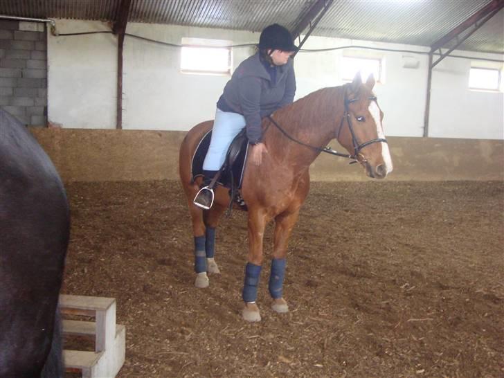 Dansk Varmblod Indiana Jones   billede 13