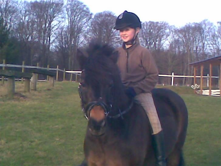 Dartmoor Stjerne (red engang) billede 20