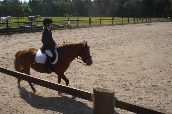 Anden særlig race Miss Mille - Mig og Mille til stævne :-D billede 2