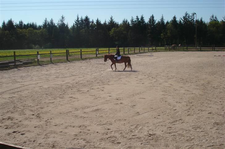 Anden særlig race Miss Mille - til stævne på solbakken billede 3