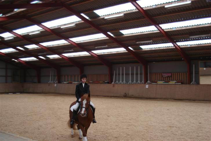 Anden særlig race Miss Mille - Mig og Mille til stævne der hjemme billede 5