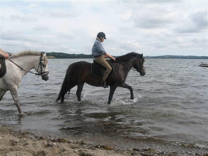 Connemara  | Bigge Aislinn billede 13