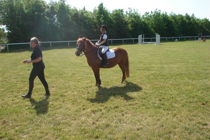 Anden særlig race Miss Mille - til springstævne i sig billede 6