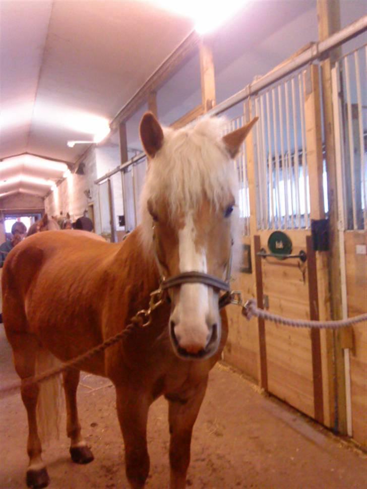 Haflinger Nicky Liberty R.I.P. billede 11