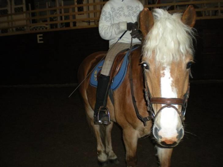 Haflinger Nicky Liberty R.I.P. billede 12