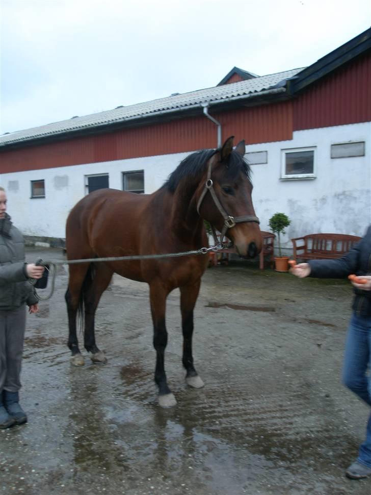 Dansk Varmblod Starlight´s Sidney - Det sødeste hovede ;) billede 2