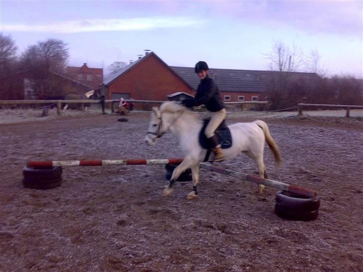 Anden særlig race Beauty - (solgt 2010) - Mia springer på Beauty billede 3