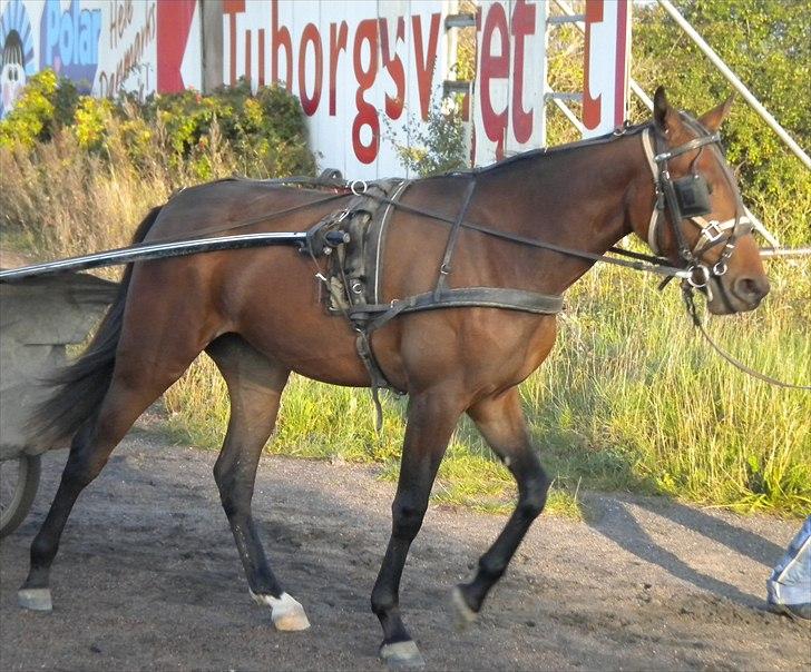 Traver Sweet Peace - 1 gang hun er for vogn 9 oktober 2010 billede 4