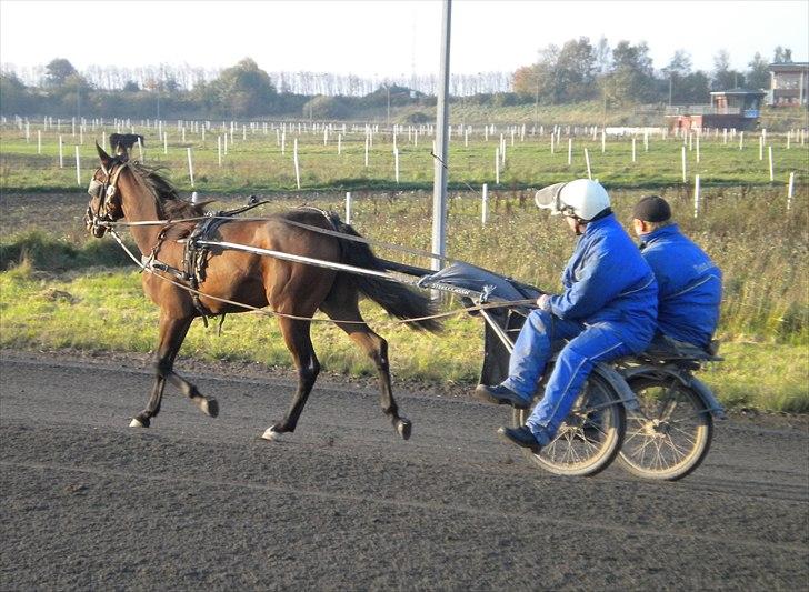 Traver Sweet Peace - 1 gang hun er for vogn 9 oktober 2010 billede 9