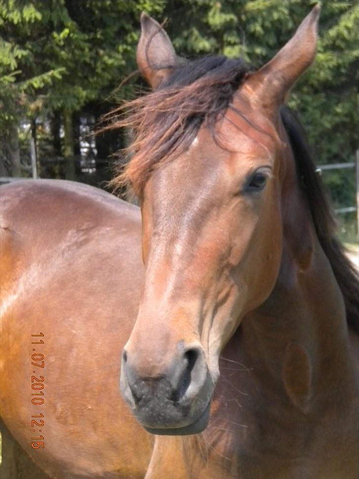 Traver Sweet Peace - Hendes far´s tro kopi:-) billede 6