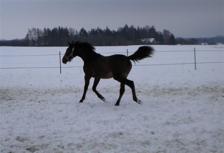 Traver Sweet Peace - 15 maj 09 billede 17