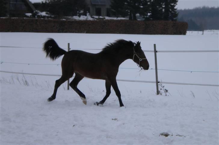 Traver Sweet Peace -  15 maj 09 billede 7