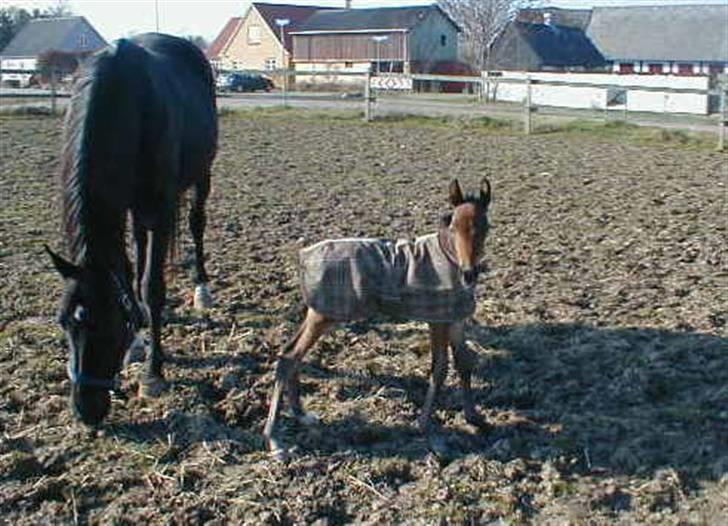 Traver Sweet Peace - en af de første dage på fold billede 8
