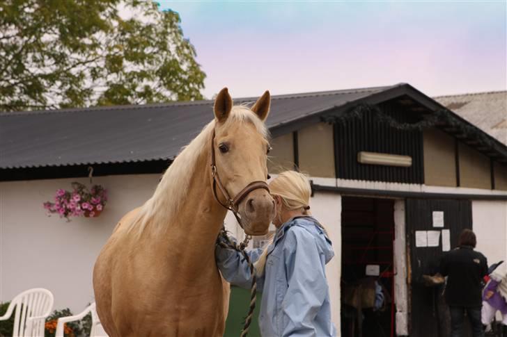 Palomino cibelle - hvad ville min verden være uden dig? i:  det er utænkeligt.. billede 2