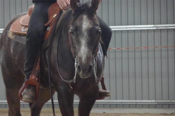 Quarter RT Smart Peppy Time billede 9