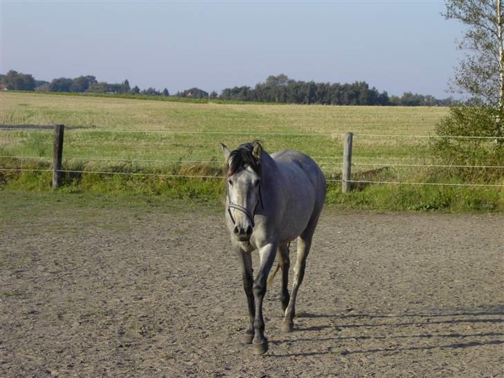 Cruzado Ballerina billede 10