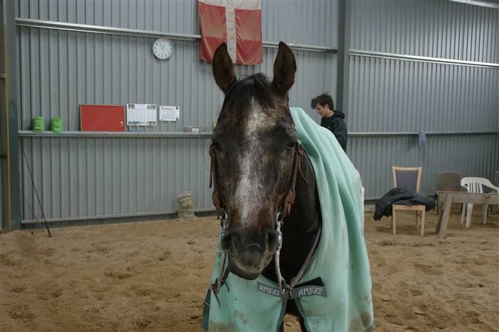 Quarter RT Smart Peppy Time billede 10