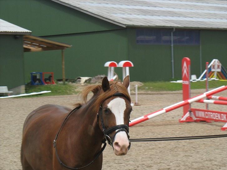 Anden særlig race Look at Me R.I.P Himmelhest - så skal der trænes!!! billede 5