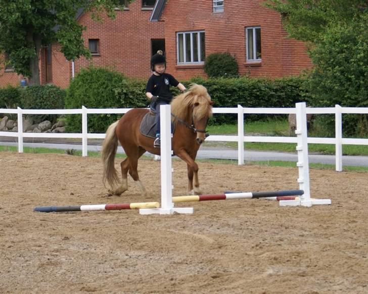 Islænder Gusa fra Tøndborg (solgt) - Vi lære at springe billede 2