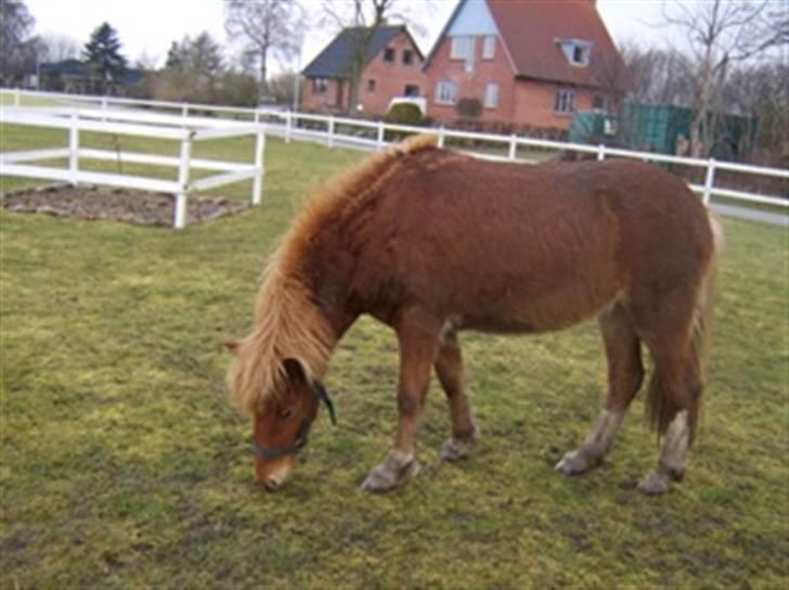 Islænder Gusa fra Tøndborg (solgt) - her går hun og græsser billede 3