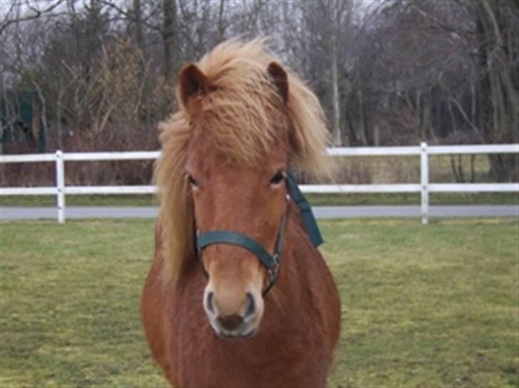 Islænder Gusa fra Tøndborg (solgt) - Hun vil gerne kikke på os billede 4