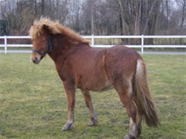 Islænder Gusa fra Tøndborg (solgt) - Står og kikker billede 5