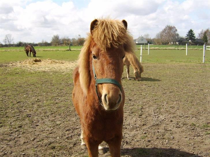 Islænder Gusa fra Tøndborg (solgt) - hun er nysgerrig billede 6