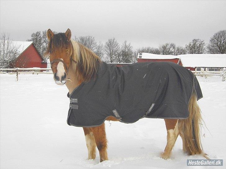 Anden særlig race Charming - Charming i sneen 2010 Fotograf: Helena :)  billede 15