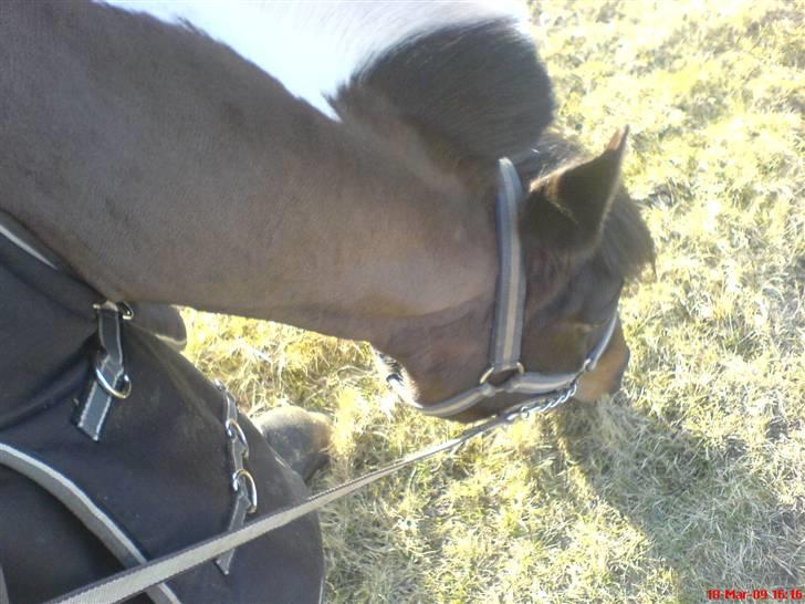 DSP Møllegårdens Akina(solgt) - 11#  Mhhhhhh mad billede 11