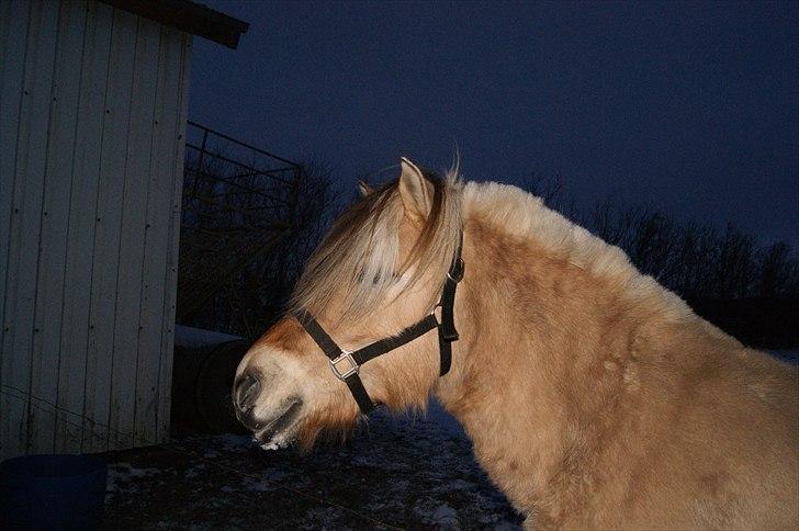 Fjordhest fraja billede 10