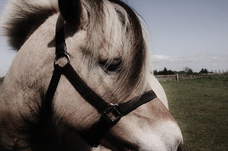 Fjordhest fraja billede 12