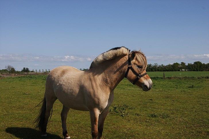 Fjordhest fraja billede 13