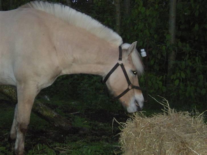 Fjordhest fraja billede 14