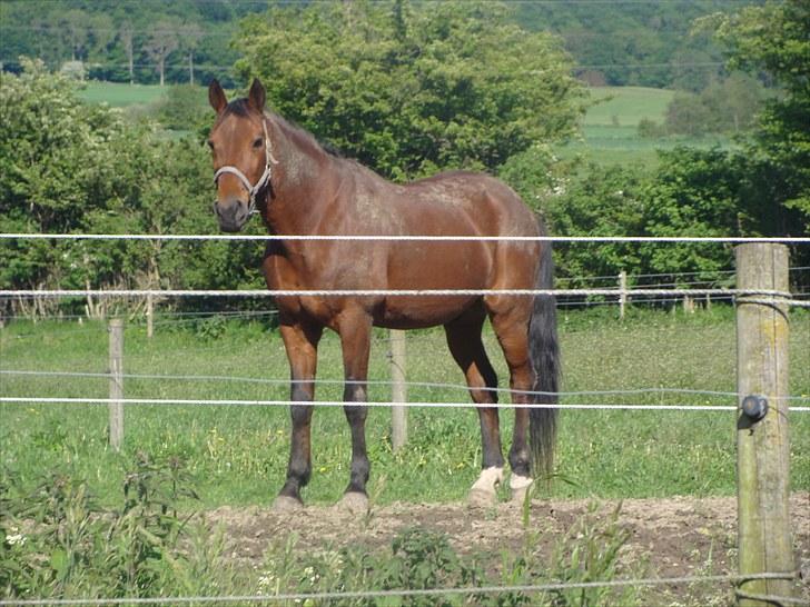 Traver Pressifon  - velkommen til pressifon´ profil - smid gerne en bedømmelse & en kommentar :´) billede 1