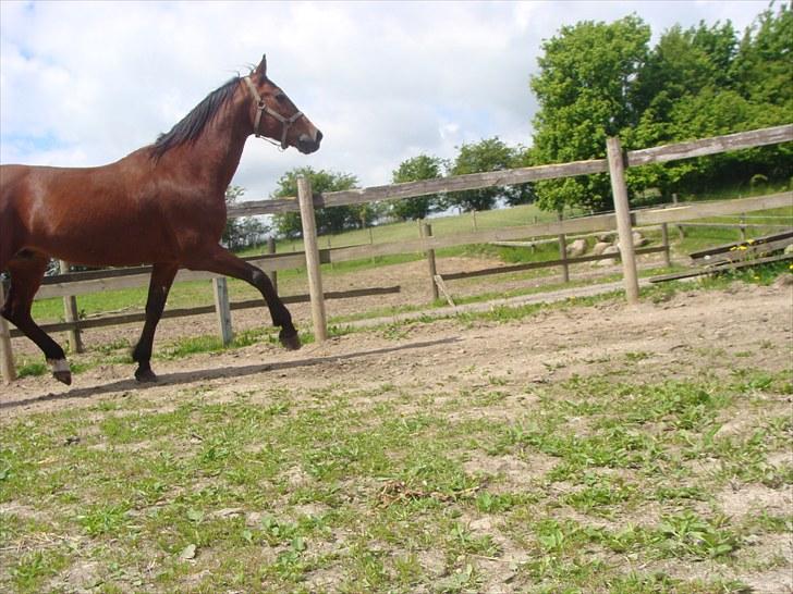 Traver Pressifon  billede 4