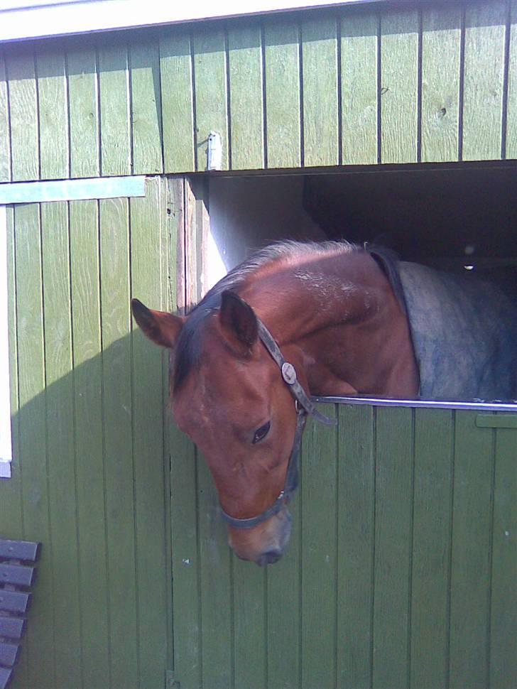 Traver Pressifon  - Du er så skøn ! billede 5