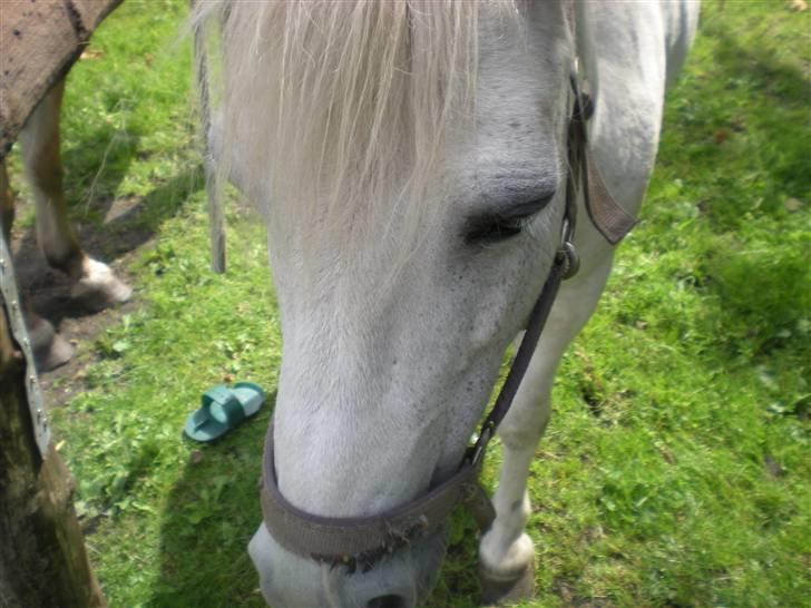 Anden særlig race bonnie billede 14