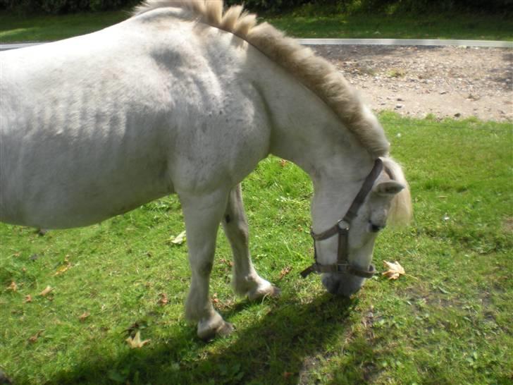 Anden særlig race bonnie billede 15