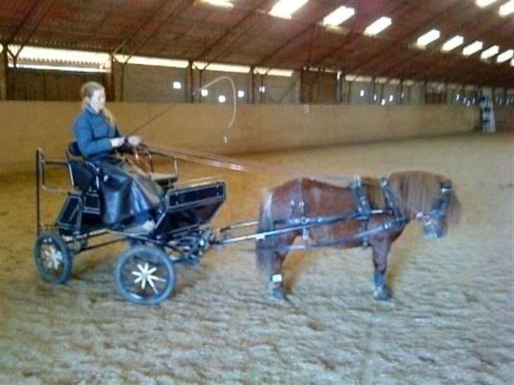 Shetlænder Sedgehill Onyx SH611  - onyx for den 4 hjulede vogn billede 6