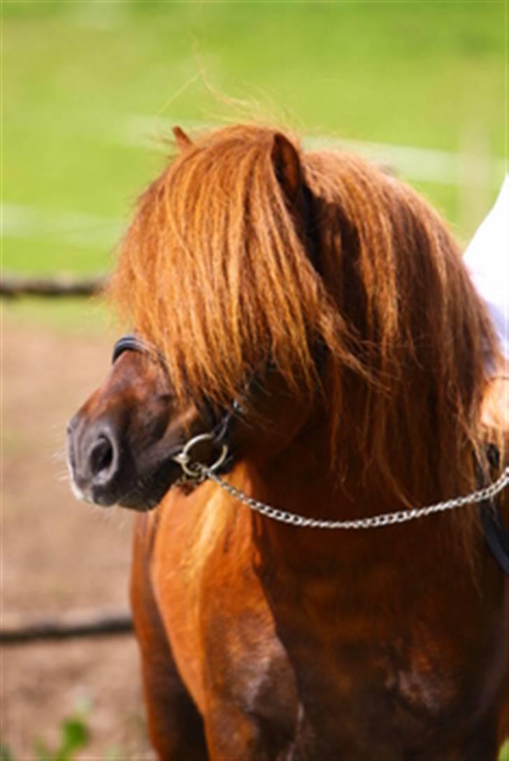 Shetlænder Sedgehill Onyx SH611  billede 1