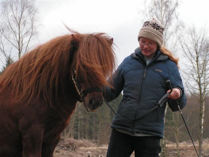 Shetlænder Sedgehill Onyx SH611  billede 9